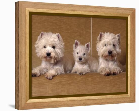 Domestic Dogs, Two West Highland Terriers / Westies with a Puppy-Adriano Bacchella-Framed Premier Image Canvas