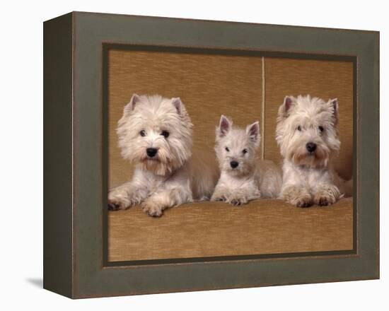 Domestic Dogs, Two West Highland Terriers / Westies with a Puppy-Adriano Bacchella-Framed Premier Image Canvas