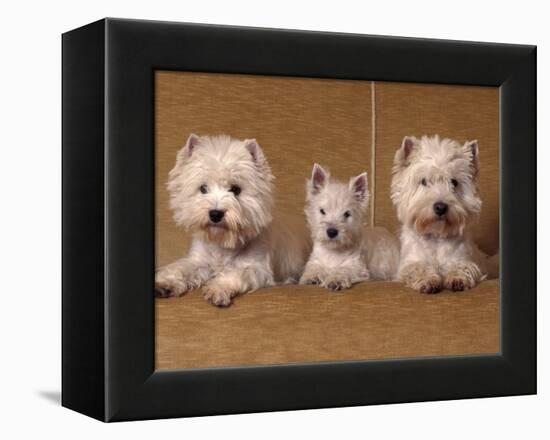 Domestic Dogs, Two West Highland Terriers / Westies with a Puppy-Adriano Bacchella-Framed Premier Image Canvas