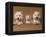 Domestic Dogs, Two West Highland Terriers / Westies with a Puppy-Adriano Bacchella-Framed Premier Image Canvas