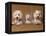 Domestic Dogs, Two West Highland Terriers / Westies with a Puppy-Adriano Bacchella-Framed Premier Image Canvas