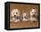 Domestic Dogs, Two West Highland Terriers / Westies with a Puppy-Adriano Bacchella-Framed Premier Image Canvas