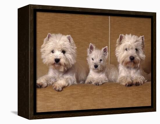 Domestic Dogs, Two West Highland Terriers / Westies with a Puppy-Adriano Bacchella-Framed Premier Image Canvas