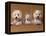 Domestic Dogs, Two West Highland Terriers / Westies with a Puppy-Adriano Bacchella-Framed Premier Image Canvas