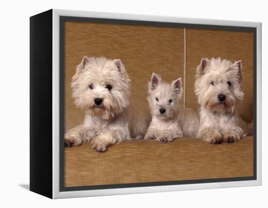 Domestic Dogs, Two West Highland Terriers / Westies with a Puppy-Adriano Bacchella-Framed Premier Image Canvas