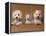 Domestic Dogs, Two West Highland Terriers / Westies with a Puppy-Adriano Bacchella-Framed Premier Image Canvas