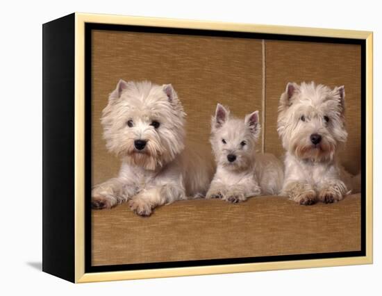 Domestic Dogs, Two West Highland Terriers / Westies with a Puppy-Adriano Bacchella-Framed Premier Image Canvas