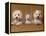 Domestic Dogs, Two West Highland Terriers / Westies with a Puppy-Adriano Bacchella-Framed Premier Image Canvas