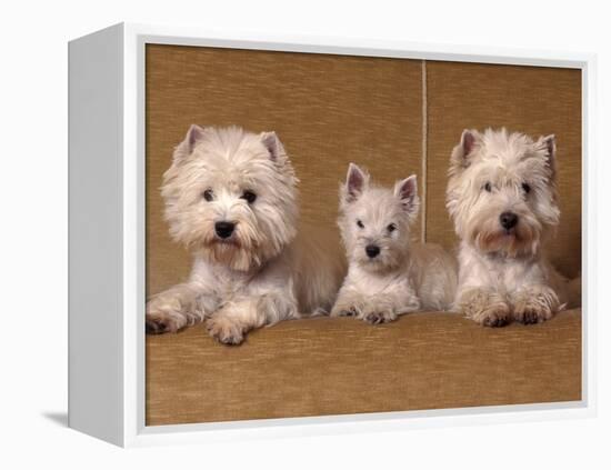 Domestic Dogs, Two West Highland Terriers / Westies with a Puppy-Adriano Bacchella-Framed Premier Image Canvas