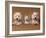 Domestic Dogs, Two West Highland Terriers / Westies with a Puppy-Adriano Bacchella-Framed Photographic Print