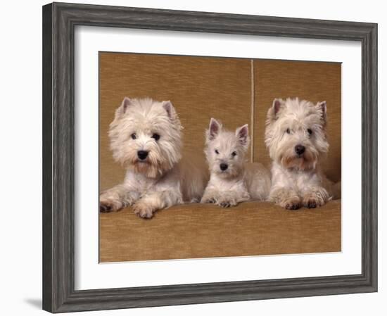 Domestic Dogs, Two West Highland Terriers / Westies with a Puppy-Adriano Bacchella-Framed Photographic Print