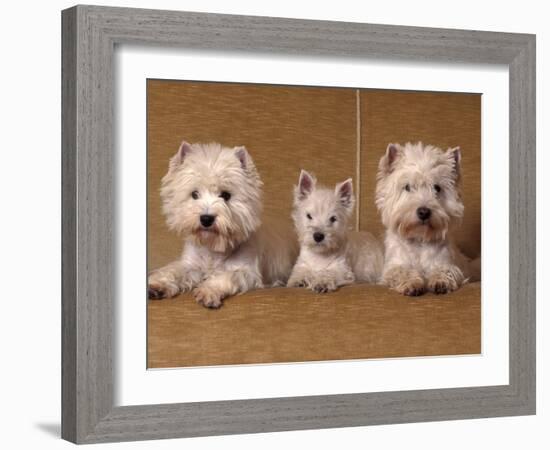 Domestic Dogs, Two West Highland Terriers / Westies with a Puppy-Adriano Bacchella-Framed Photographic Print