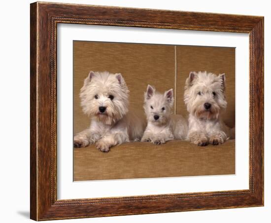 Domestic Dogs, Two West Highland Terriers / Westies with a Puppy-Adriano Bacchella-Framed Photographic Print