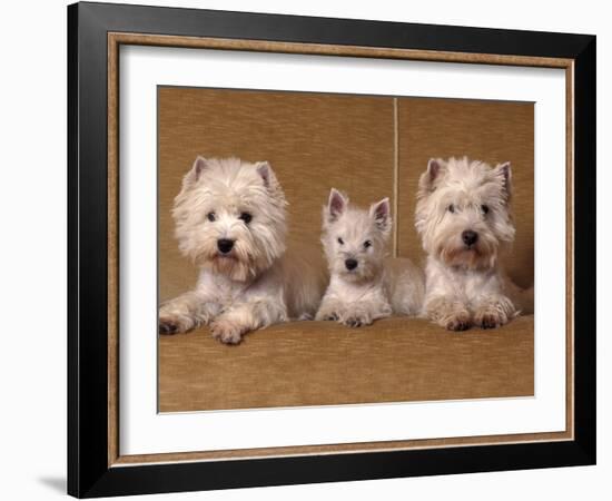 Domestic Dogs, Two West Highland Terriers / Westies with a Puppy-Adriano Bacchella-Framed Photographic Print