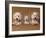 Domestic Dogs, Two West Highland Terriers / Westies with a Puppy-Adriano Bacchella-Framed Photographic Print