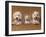 Domestic Dogs, Two West Highland Terriers / Westies with a Puppy-Adriano Bacchella-Framed Photographic Print