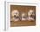 Domestic Dogs, Two West Highland Terriers / Westies with a Puppy-Adriano Bacchella-Framed Photographic Print