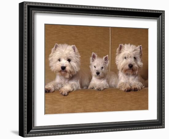 Domestic Dogs, Two West Highland Terriers / Westies with a Puppy-Adriano Bacchella-Framed Photographic Print