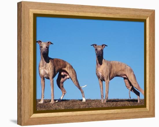 Domestic Dogs, Two Whippets Standing Together-Adriano Bacchella-Framed Premier Image Canvas