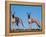 Domestic Dogs, Two Whippets Standing Together-Adriano Bacchella-Framed Premier Image Canvas