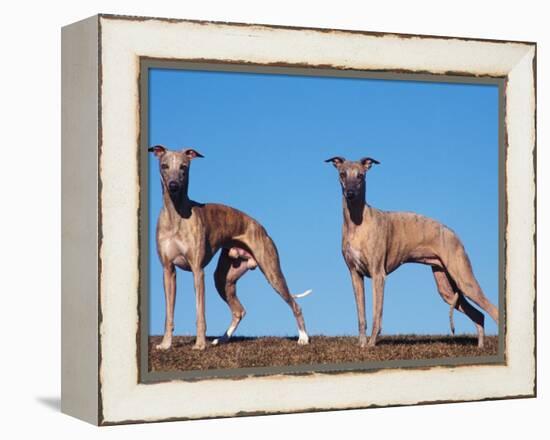 Domestic Dogs, Two Whippets Standing Together-Adriano Bacchella-Framed Premier Image Canvas