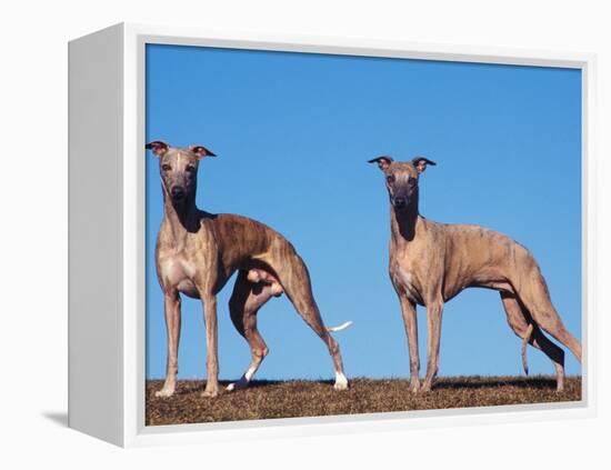 Domestic Dogs, Two Whippets Standing Together-Adriano Bacchella-Framed Premier Image Canvas