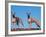 Domestic Dogs, Two Whippets Standing Together-Adriano Bacchella-Framed Photographic Print