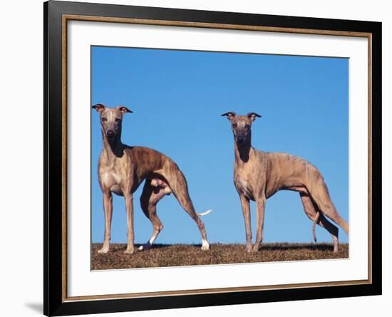 Domestic Dogs, Two Whippets Standing Together-Adriano Bacchella-Framed Photographic Print