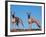 Domestic Dogs, Two Whippets Standing Together-Adriano Bacchella-Framed Photographic Print