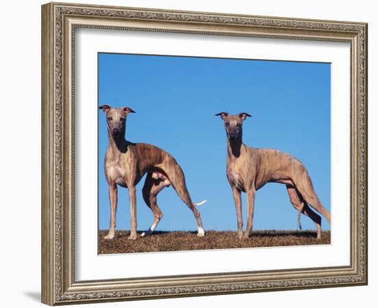 Domestic Dogs, Two Whippets Standing Together-Adriano Bacchella-Framed Photographic Print