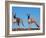 Domestic Dogs, Two Whippets Standing Together-Adriano Bacchella-Framed Photographic Print