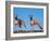 Domestic Dogs, Two Whippets Standing Together-Adriano Bacchella-Framed Photographic Print