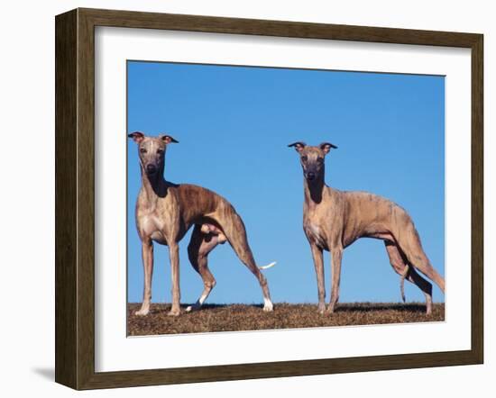 Domestic Dogs, Two Whippets Standing Together-Adriano Bacchella-Framed Photographic Print