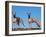 Domestic Dogs, Two Whippets Standing Together-Adriano Bacchella-Framed Photographic Print