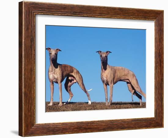 Domestic Dogs, Two Whippets Standing Together-Adriano Bacchella-Framed Photographic Print