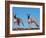 Domestic Dogs, Two Whippets Standing Together-Adriano Bacchella-Framed Photographic Print