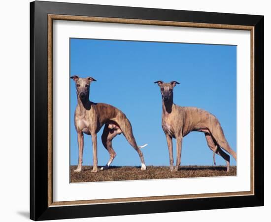 Domestic Dogs, Two Whippets Standing Together-Adriano Bacchella-Framed Photographic Print