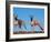 Domestic Dogs, Two Whippets Standing Together-Adriano Bacchella-Framed Photographic Print