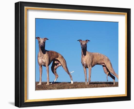 Domestic Dogs, Two Whippets Standing Together-Adriano Bacchella-Framed Photographic Print