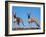 Domestic Dogs, Two Whippets Standing Together-Adriano Bacchella-Framed Photographic Print