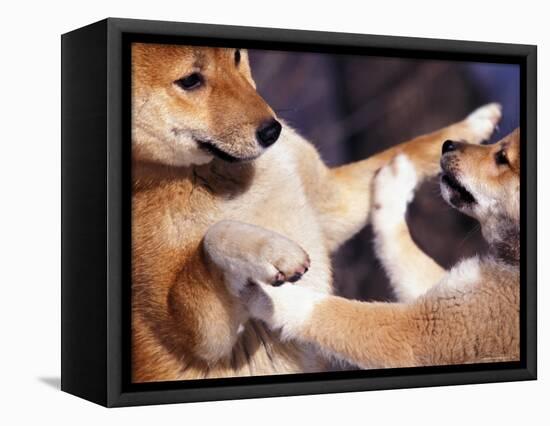 Domestic Dogs, Two Young Shiba Inus Playfighting-Adriano Bacchella-Framed Premier Image Canvas