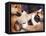 Domestic Dogs, Two Young Shiba Inus Playfighting-Adriano Bacchella-Framed Premier Image Canvas