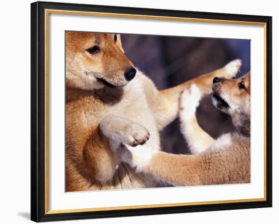 Domestic Dogs, Two Young Shiba Inus Playfighting-Adriano Bacchella-Framed Photographic Print