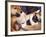 Domestic Dogs, Two Young Shiba Inus Playfighting-Adriano Bacchella-Framed Photographic Print