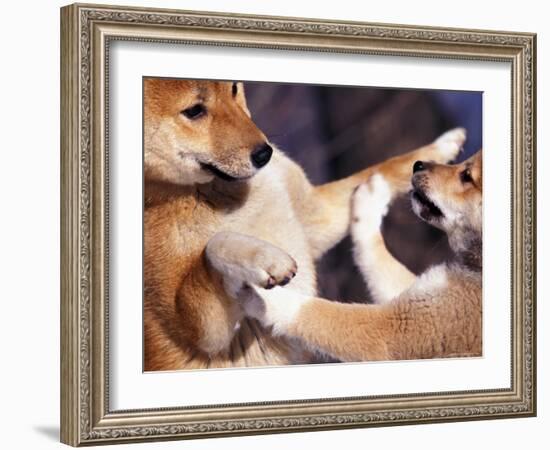 Domestic Dogs, Two Young Shiba Inus Playfighting-Adriano Bacchella-Framed Photographic Print