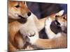 Domestic Dogs, Two Young Shiba Inus Playfighting-Adriano Bacchella-Mounted Photographic Print