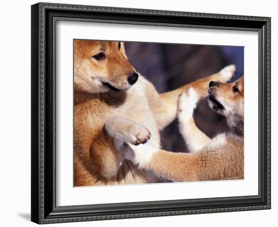 Domestic Dogs, Two Young Shiba Inus Playfighting-Adriano Bacchella-Framed Photographic Print