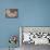 Domestic Dogs, Volpino Italiano / Italian Spitz Family-Adriano Bacchella-Photographic Print displayed on a wall
