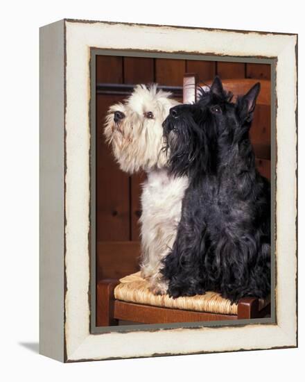 Domestic Dogs, West Highland Terrier / Westie Sitting on a Chair with a Black Scottish Terrier-Adriano Bacchella-Framed Premier Image Canvas