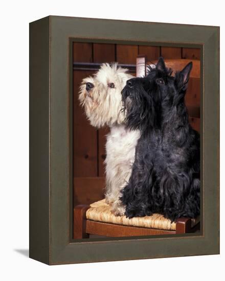 Domestic Dogs, West Highland Terrier / Westie Sitting on a Chair with a Black Scottish Terrier-Adriano Bacchella-Framed Premier Image Canvas